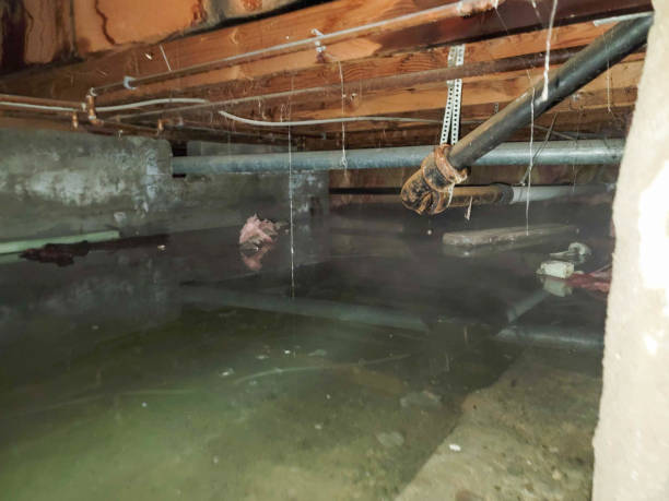 Best Professional water damage repair  in Chevy Chase, MD