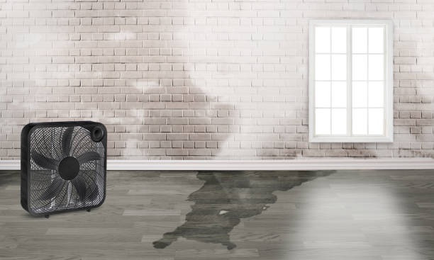 Best Ceiling water damage repair  in Chevy Chase, MD